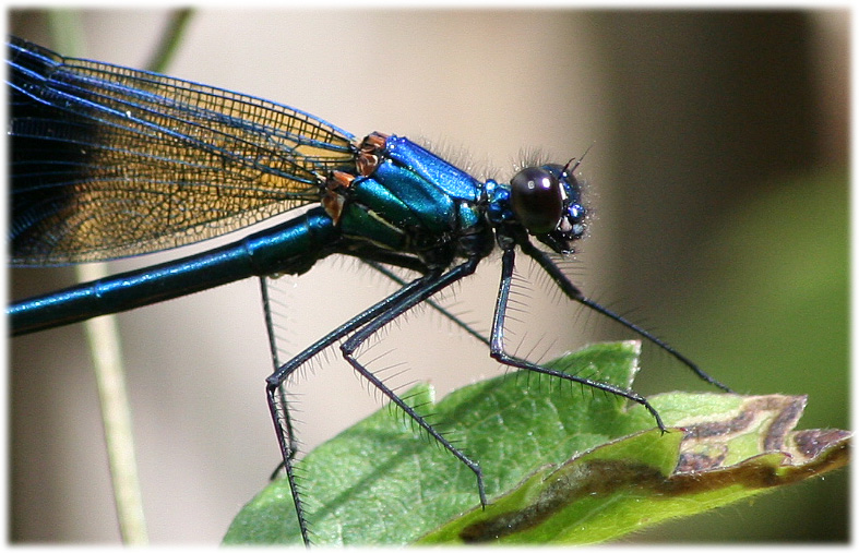 Gartenbesucher