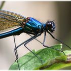 Gartenbesucher