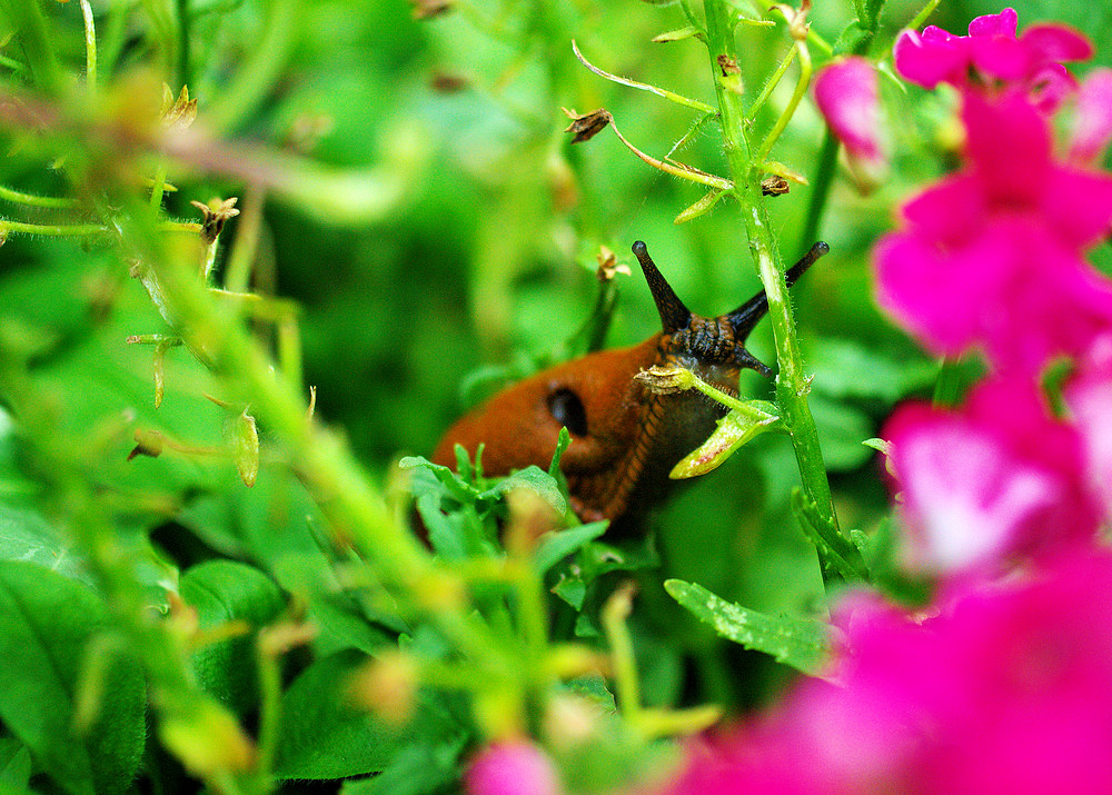 Gartenbesucher