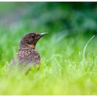 Gartenbesucher