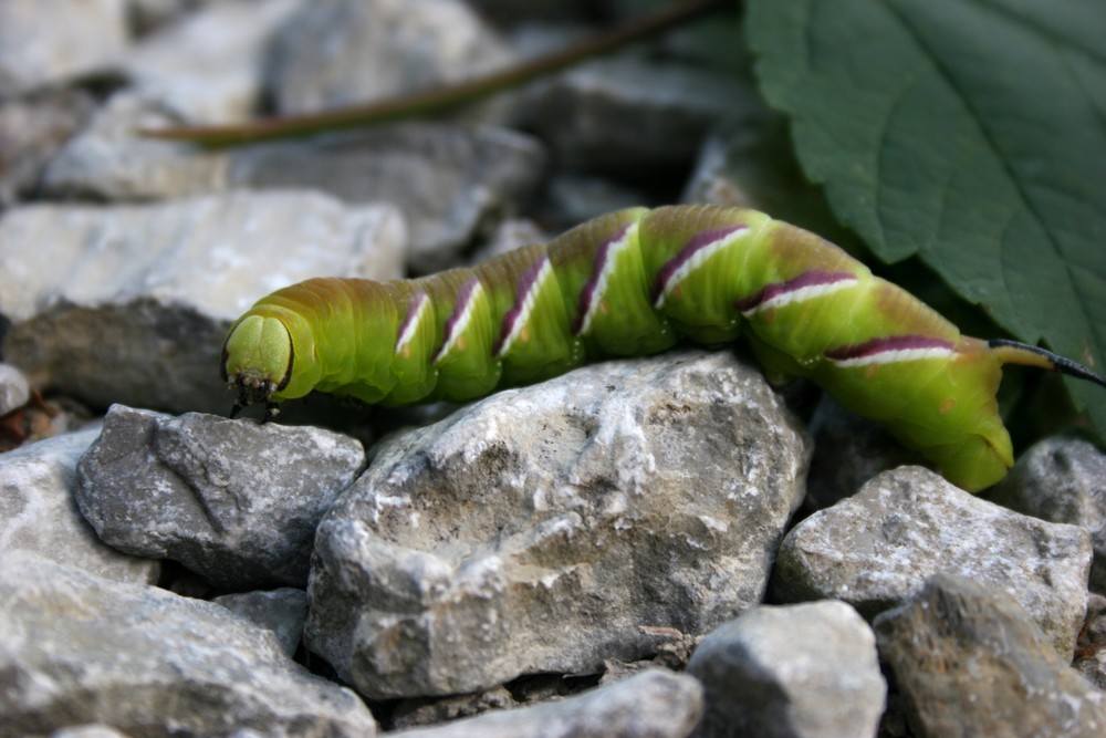 Gartenbesucher