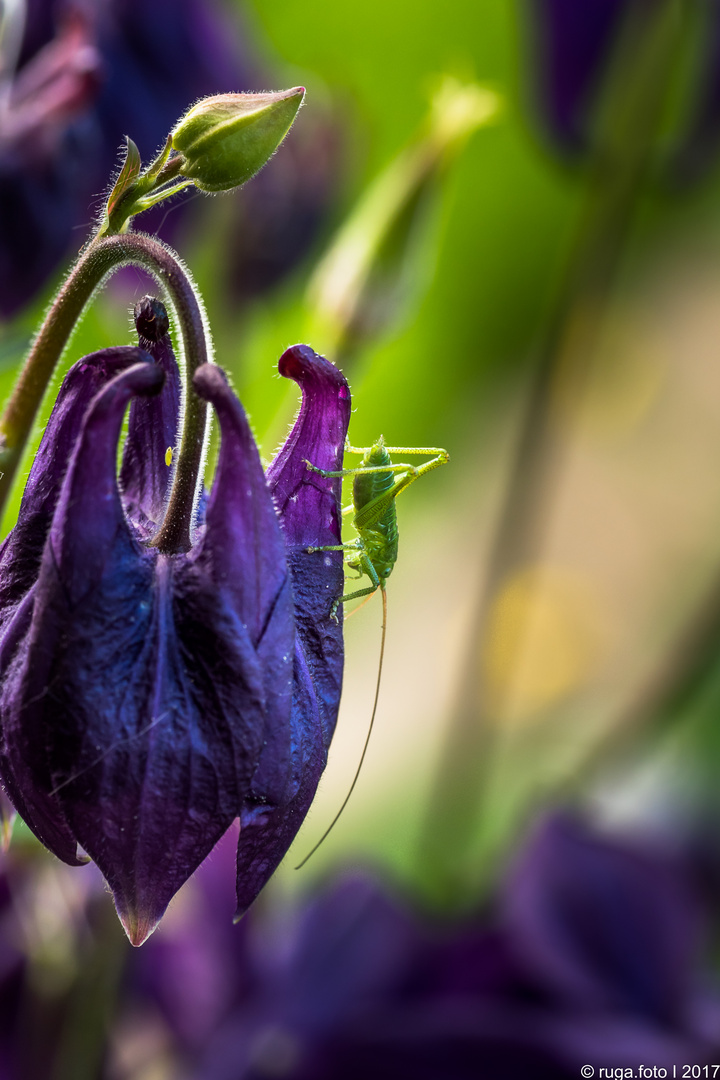 Gartenbesucher