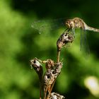 Gartenbesucher