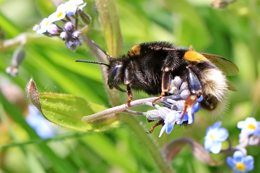 Gartenbesucher