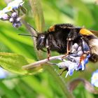 Gartenbesucher