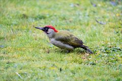 Gartenbesucher