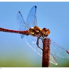 Gartenbesucher