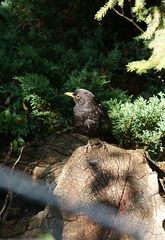 Gartenbesucher