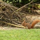 Gartenbesucher