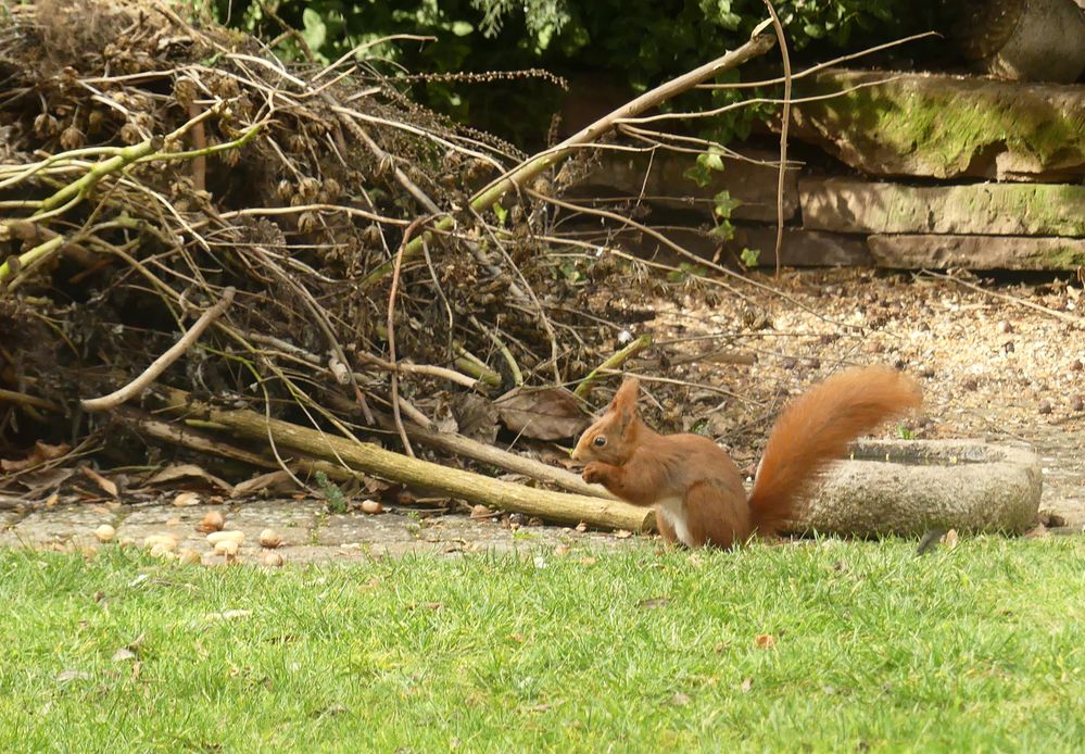 Gartenbesucher