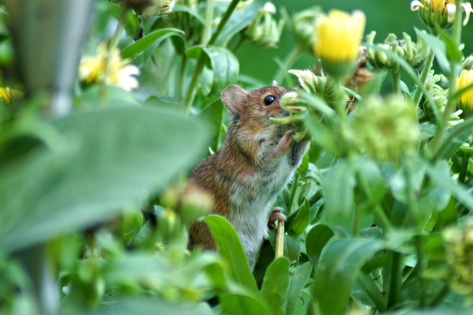 gartenbesucher