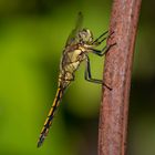 Gartenbesucher