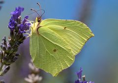 Gartenbesucher 