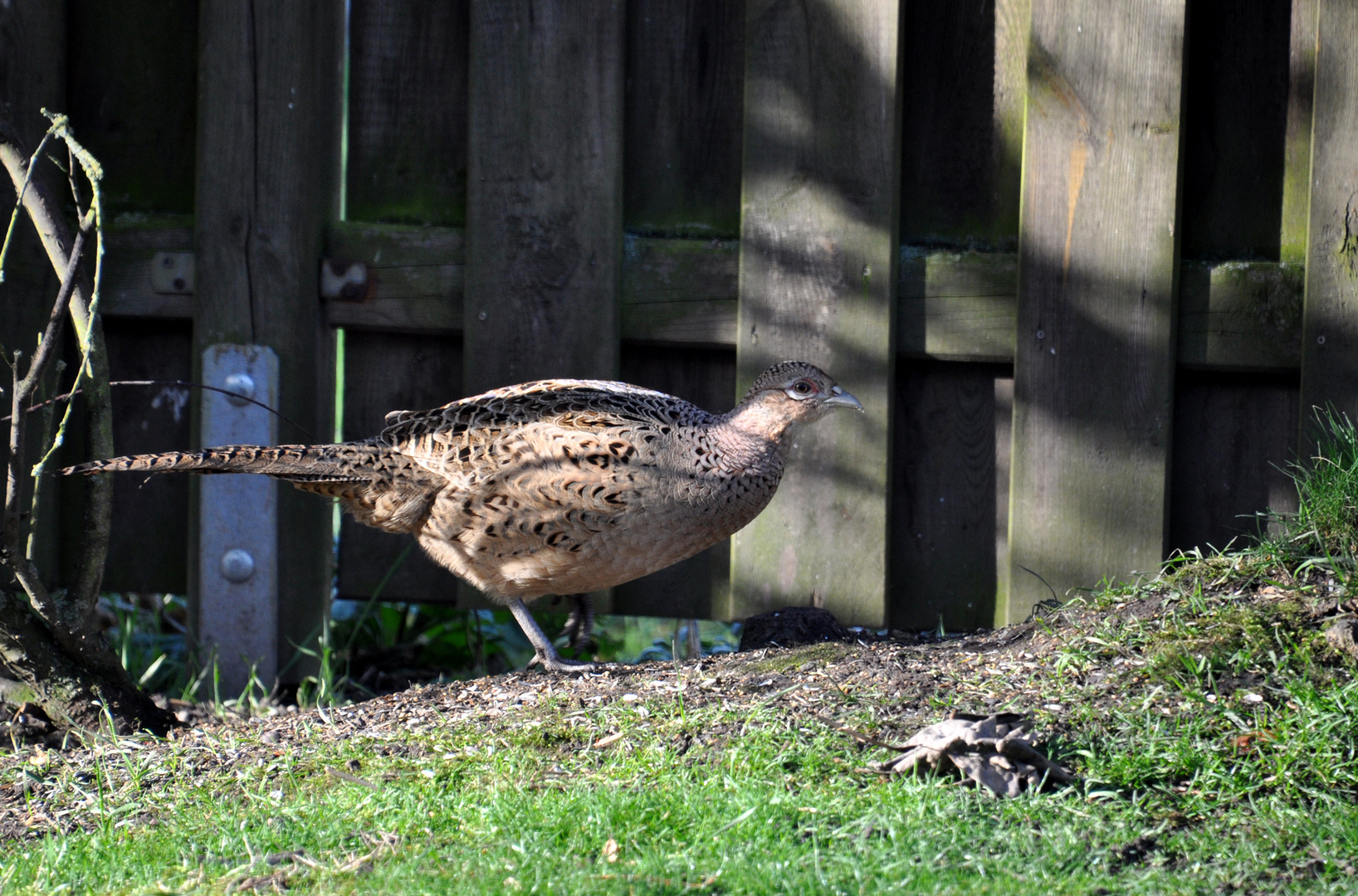 Gartenbesucher