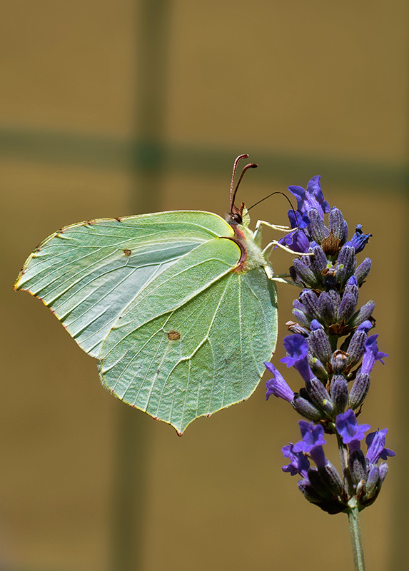 Gartenbesucher II