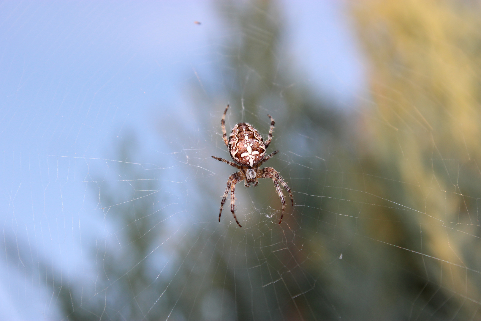 GartenBesucher II