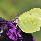 *Gartenbesucher II*