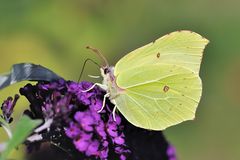 *Gartenbesucher II*