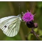 Gartenbesucher II