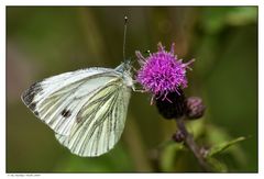 Gartenbesucher II