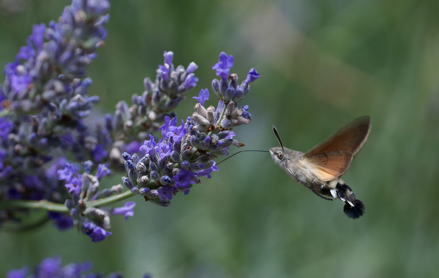 Gartenbesucher III