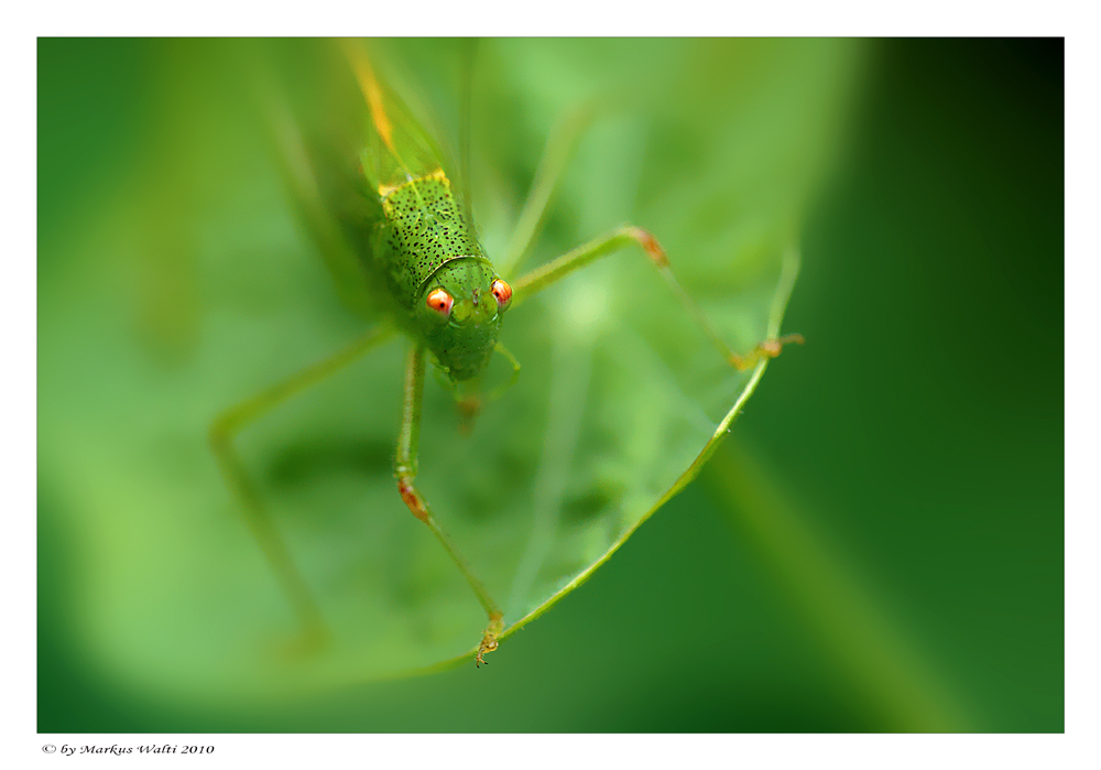 Gartenbesucher III