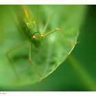 Gartenbesucher III