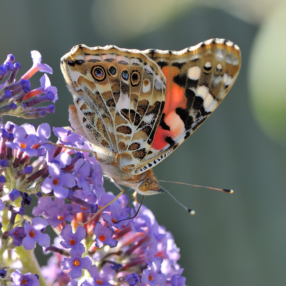 *Gartenbesucher III*