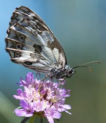 Gartenbesucher IV