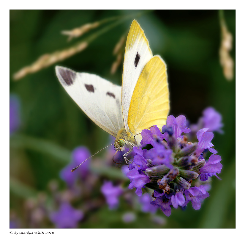 Gartenbesucher IV