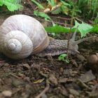 Gartenbesucher mit viel Zeit