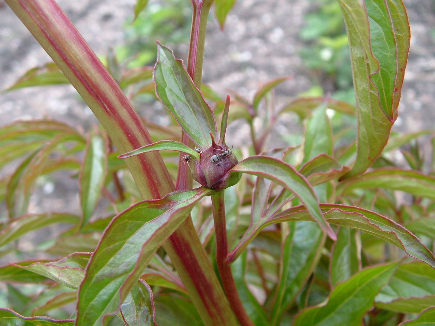 Gartenbewohner