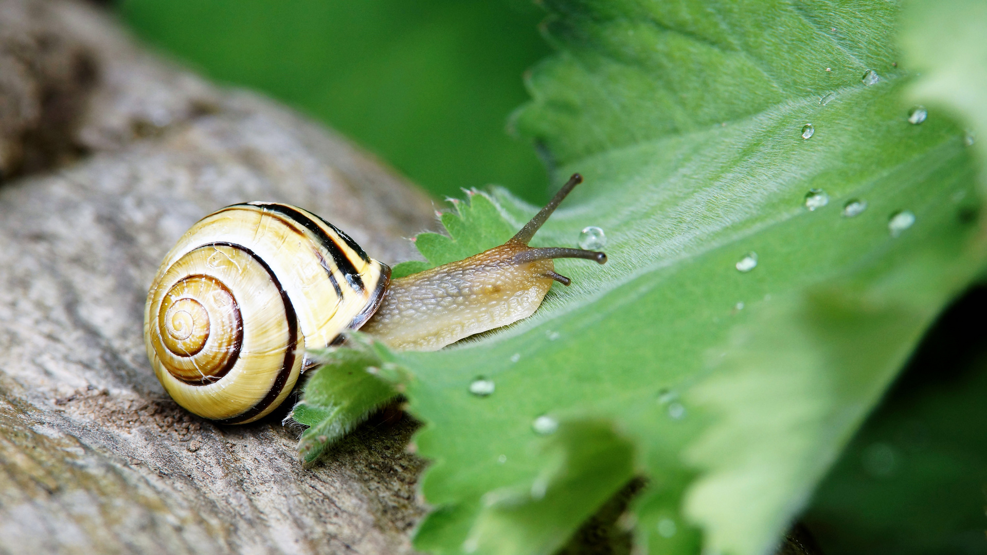 Gartenbewohner#