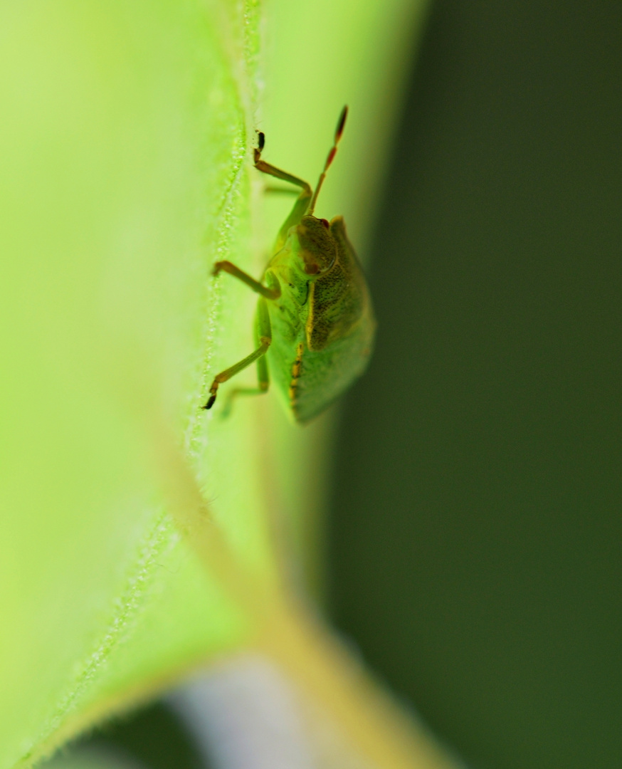 Gartenbewohner ......