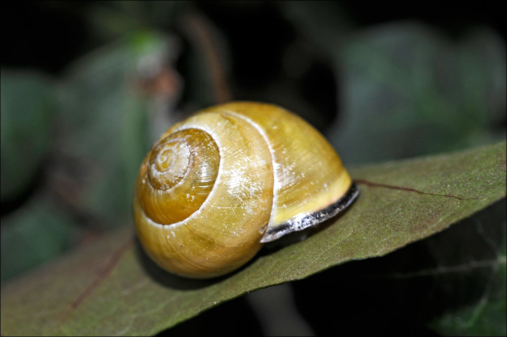 ~ Gartenbewohner ~