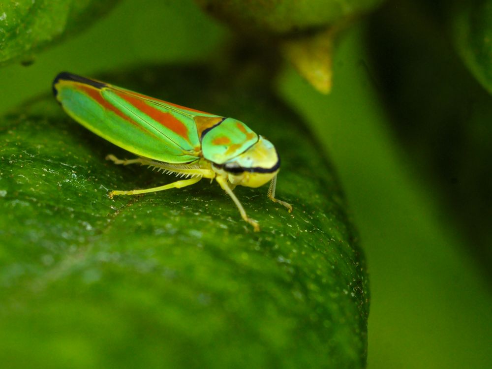 Gartenbewohner