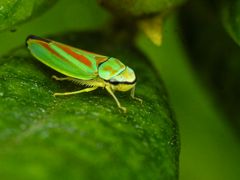 Gartenbewohner