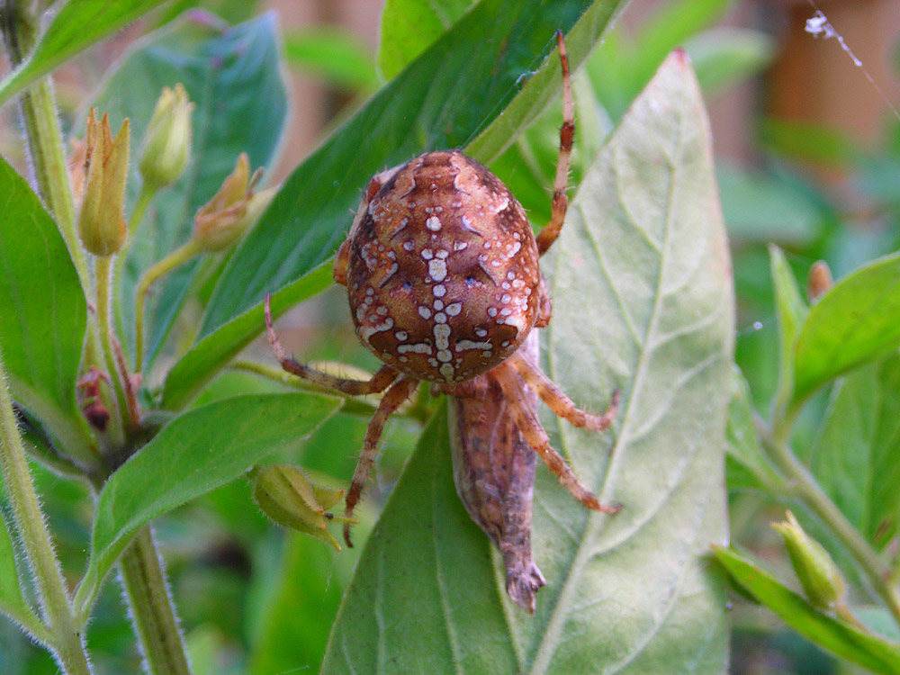 Gartenbewohner bei der Mahlzeit