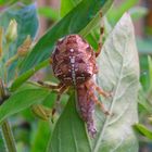 Gartenbewohner bei der Mahlzeit