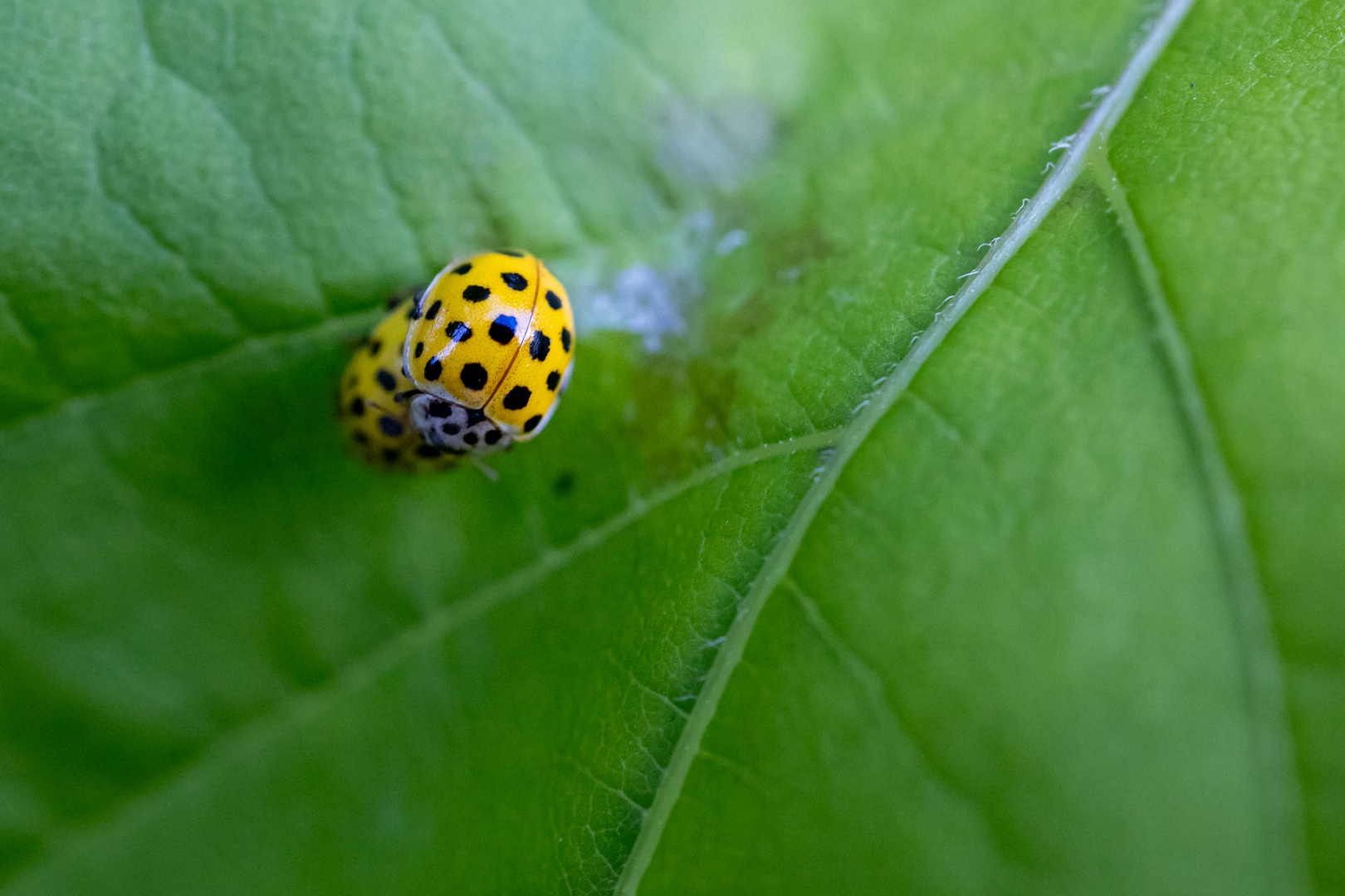 Gartenbewohner