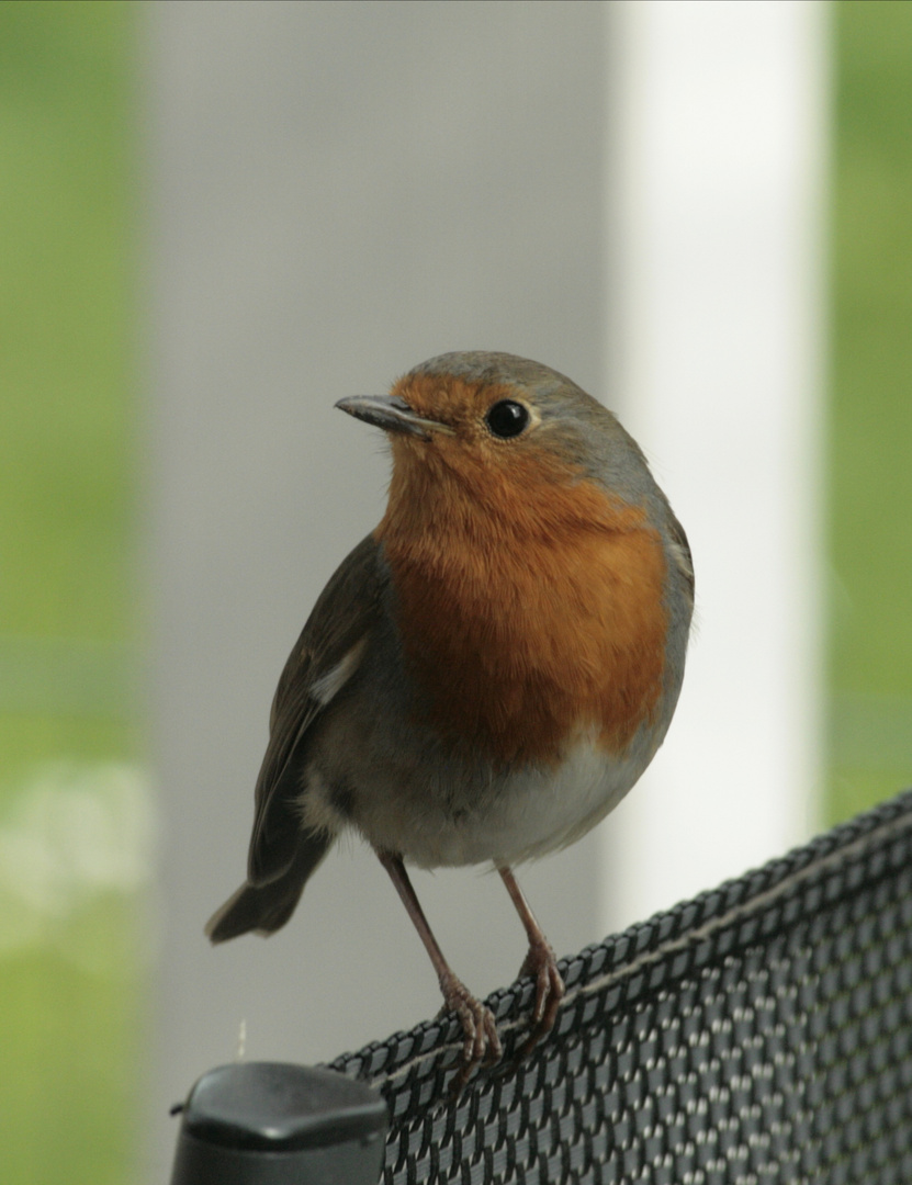 Gartenbewohner.