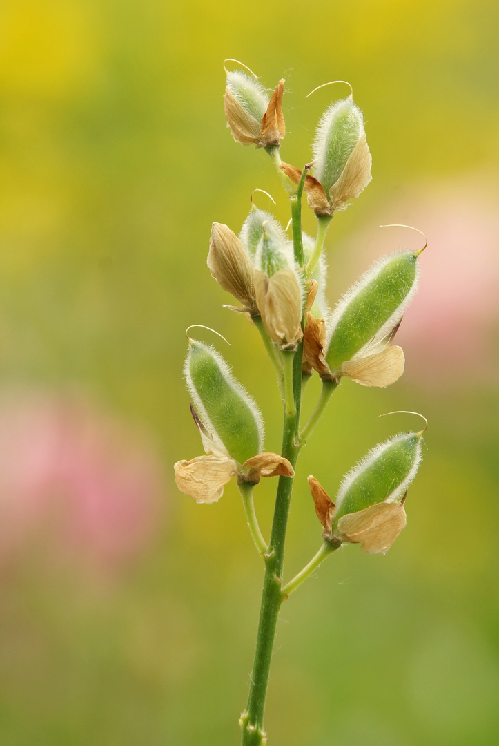 Gartenbild