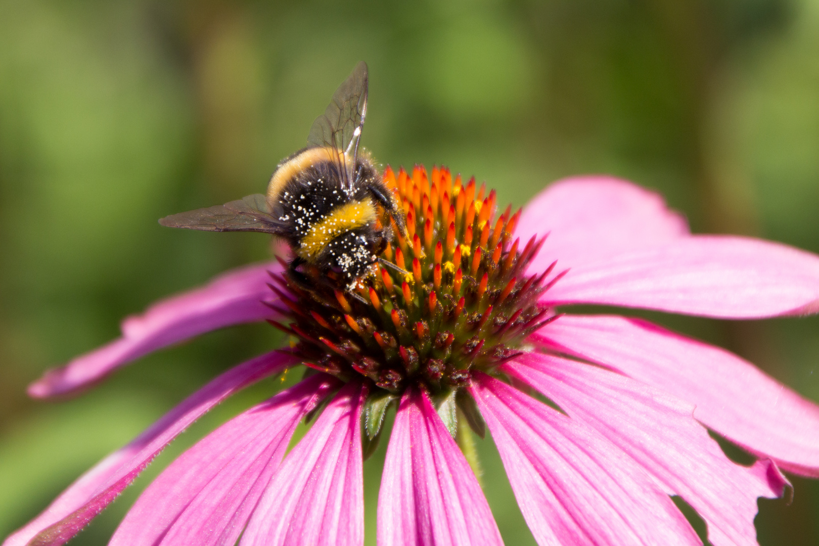 Gartenbilder im Hochsommer