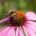 Gartenbilder im Hochsommer