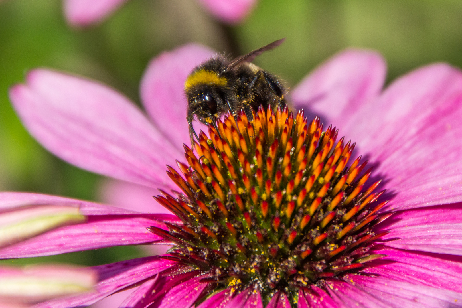 Gartenbilder im Hochsommer