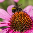 Gartenbilder im Hochsommer