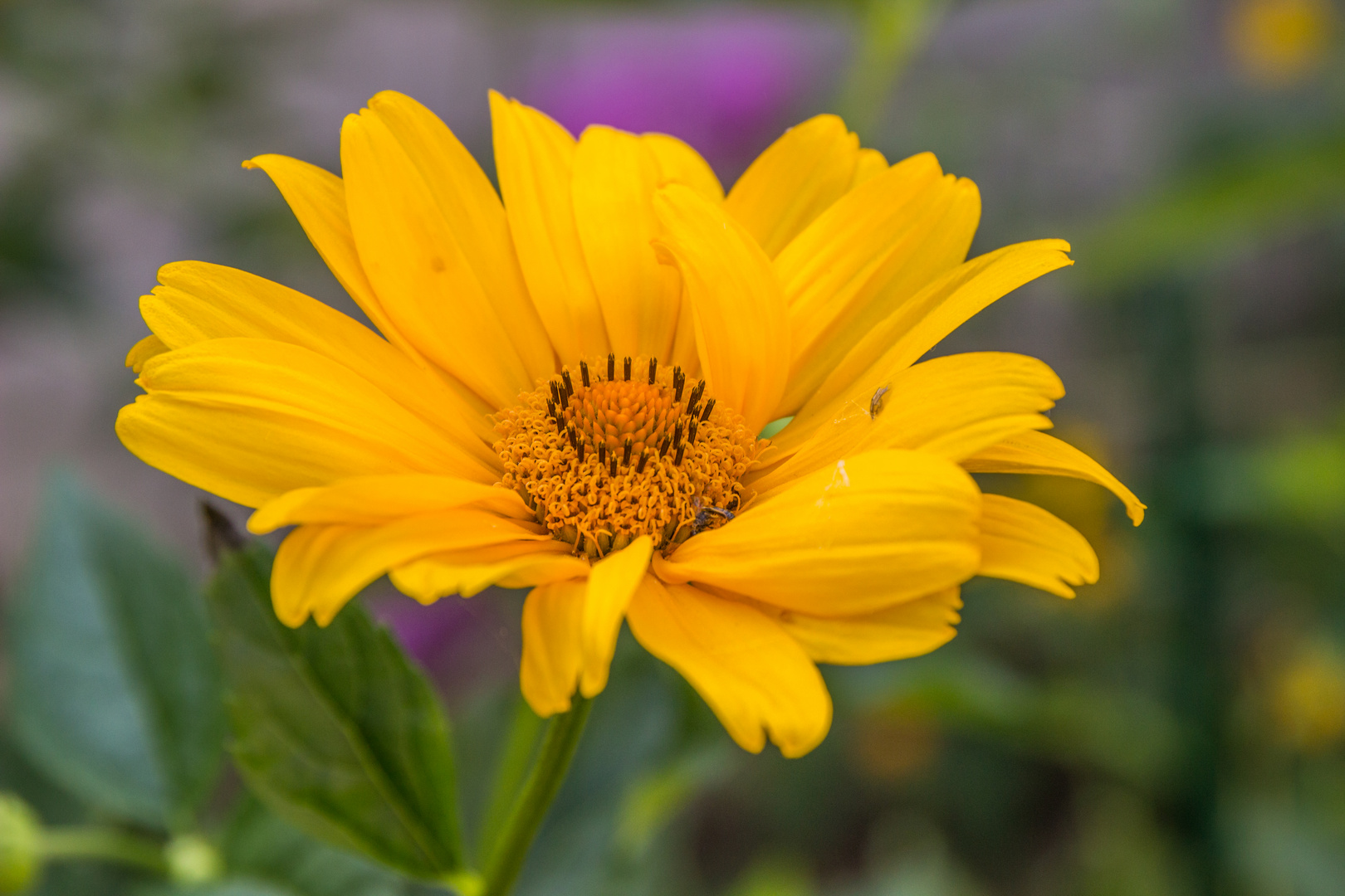 Gartenbilder im Hochsommer