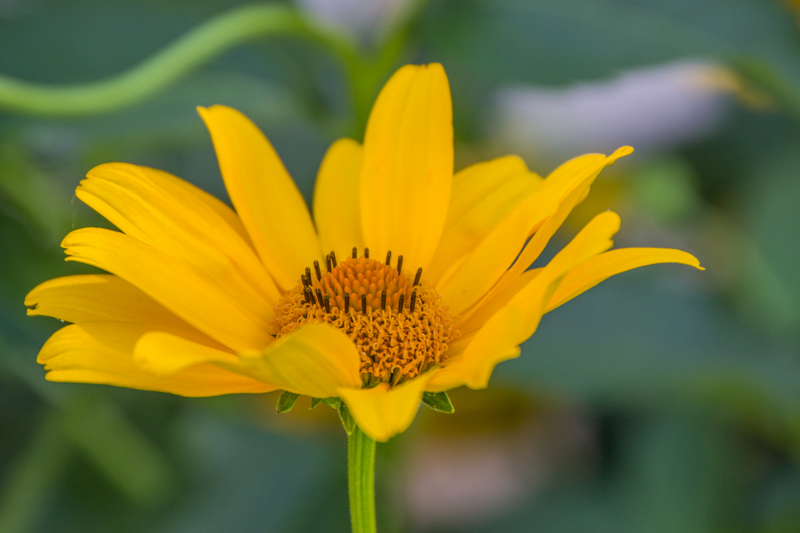 Gartenbilder im Juli