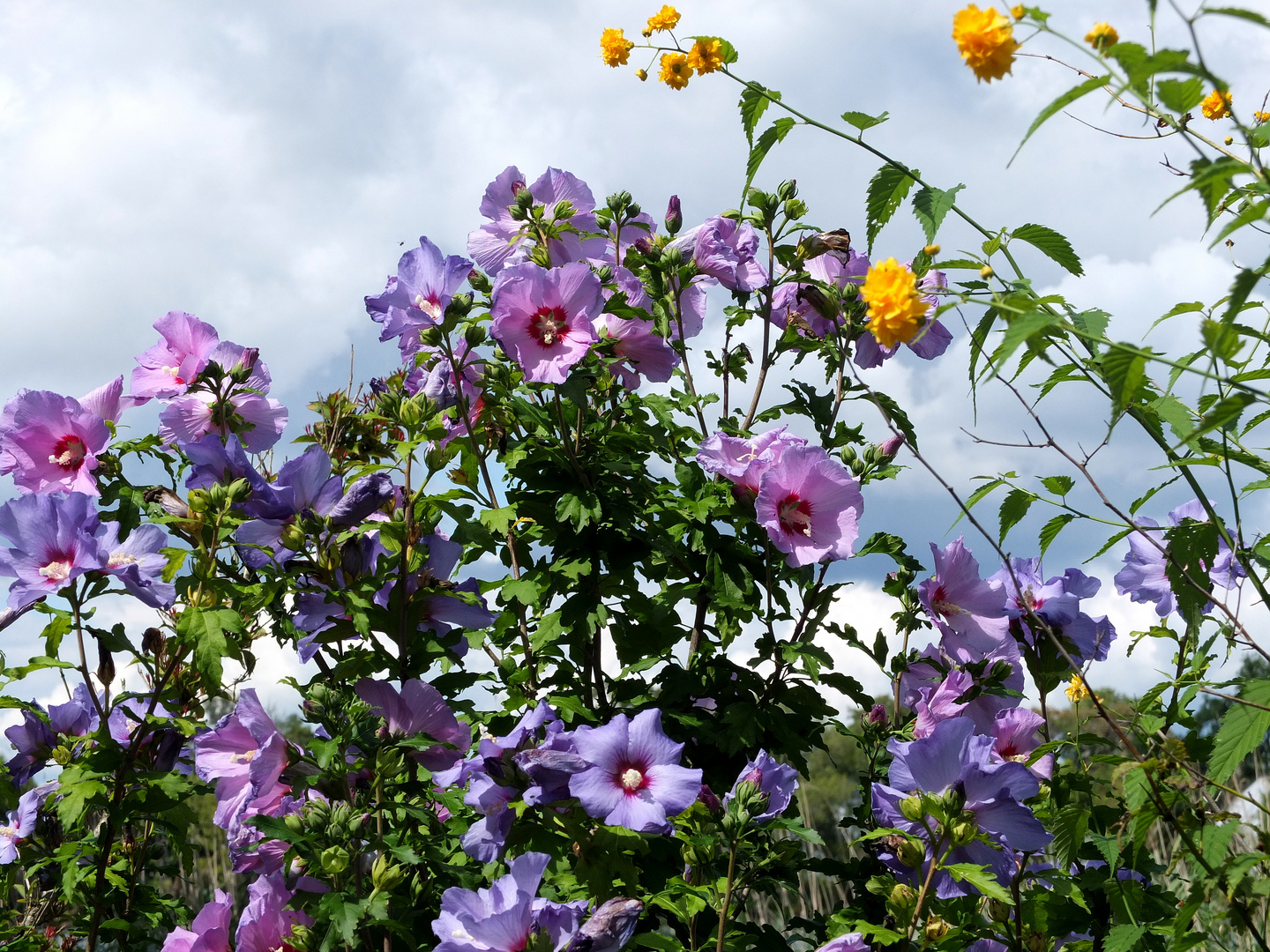 Gartenblick