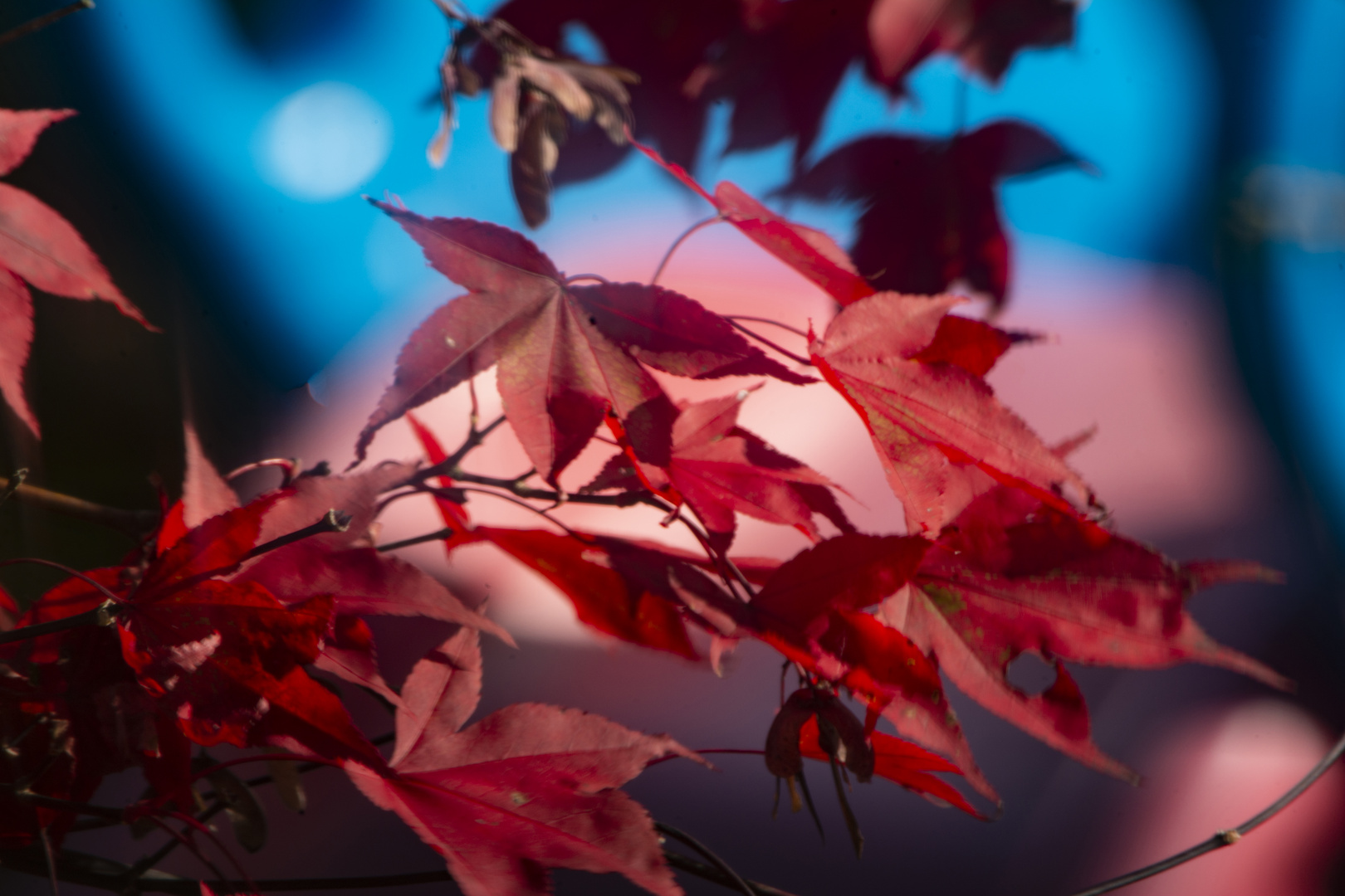 Gartenblick im Herbst